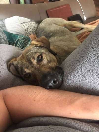 Mantrailing-Beitrag-Bild