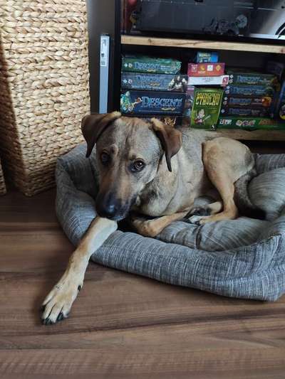 Deutsche Schäferhunde, Belgische Schäferhunde.-Beitrag-Bild