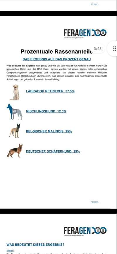 Auslandstierschutz-Beitrag-Bild