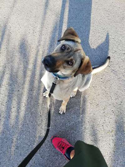 Mischlinge raten - Rätselspaß-Beitrag-Bild