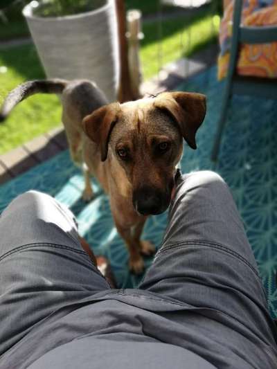 Mischlinge raten - Rätselspaß-Beitrag-Bild