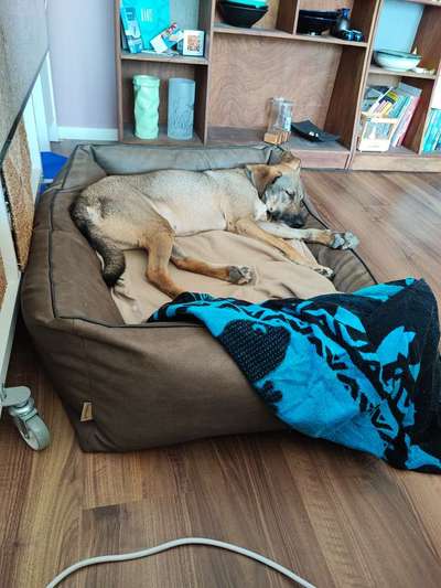 Mantrailing-Beitrag-Bild