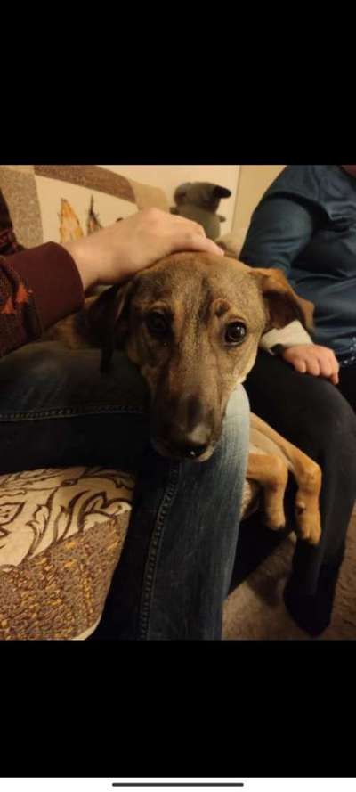 TierschutzhundeStammtisch🐕-Beitrag-Bild