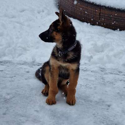 Hundetreffen-Welpenspiel in Geretsried-Bild