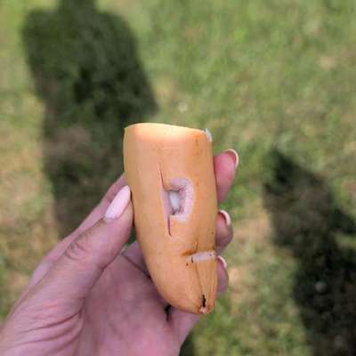 Giftköder-Wurst mit Tabletten in Dimbach-Bretzfeld-Bild