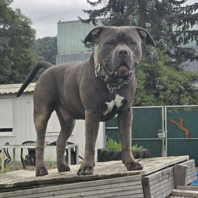 Hundetreffen-gemeinsame Spaziergänge-Bild