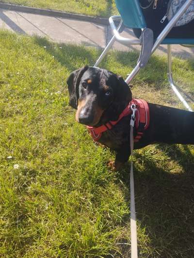 Hundetreffen-Hundefreundschaften gemeinsame Spaziergänge-Bild