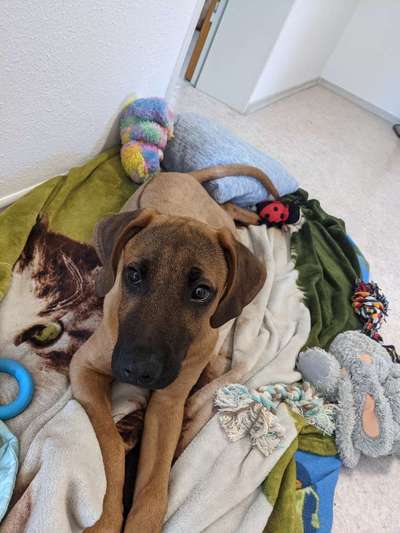 Rhodesian Ridgeback-Beitrag-Bild