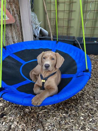 Labradorfans-Beitrag-Bild