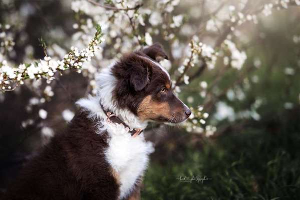 Challenge 23 : "  Euer Hund beim Frühlingserwachen "-Beitrag-Bild