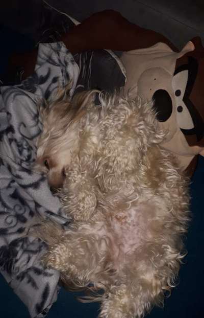 Zeige das lustigste Bild eures Hundis-Beitrag-Bild