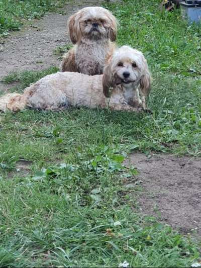 Zeige das lustigste Bild eures Hundis-Beitrag-Bild