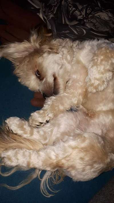 Zeige das lustigste Bild eures Hundis-Beitrag-Bild