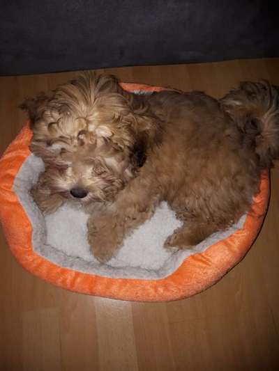 Welpen Bilder !-Beitrag-Bild