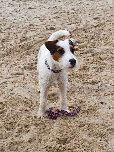 Wo sind die Jack und Parson Russell Terrier?-Beitrag-Bild