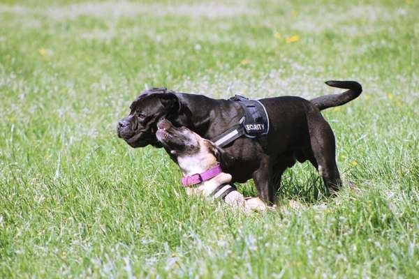 Ein Bild der großen Liebe eures Hundes-Beitrag-Bild