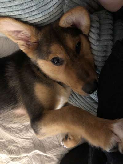 Schäferhund-Beitrag-Bild