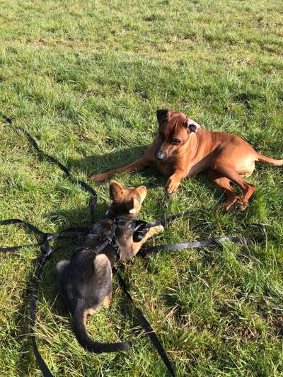 Zeigt uns das 6. Bild von eurem Hund in eurer Galerie-Beitrag-Bild