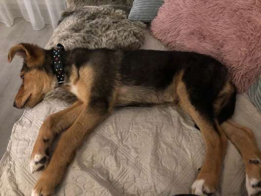 Schäferhund-Beitrag-Bild