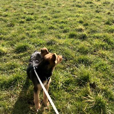 Hundetreffen-Welpen und Junghunde Treffen in Vach/ Fürth-Bild