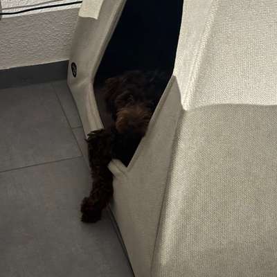 Hundebox für die Wohnung-Beitrag-Bild