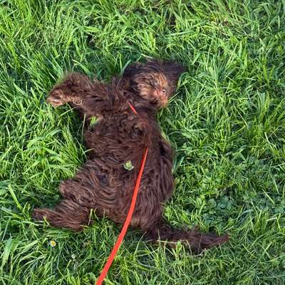 Baby und Junghund-Beitrag-Bild