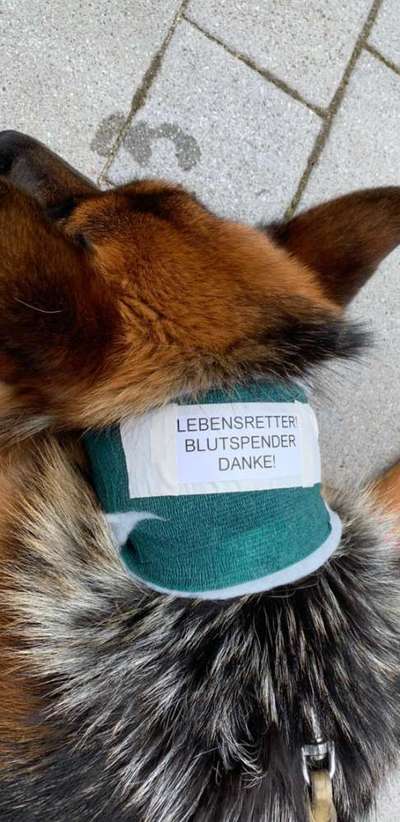 🩸🐾 Blut spenden? Ja. Aber bitte nicht mein Hund.-Beitrag-Bild