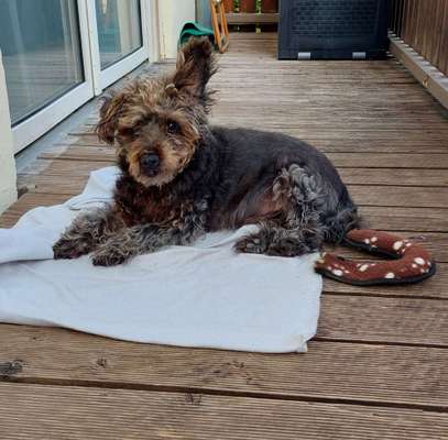 Tierschutzhunde suchen ein Zuhause-Beitrag-Bild
