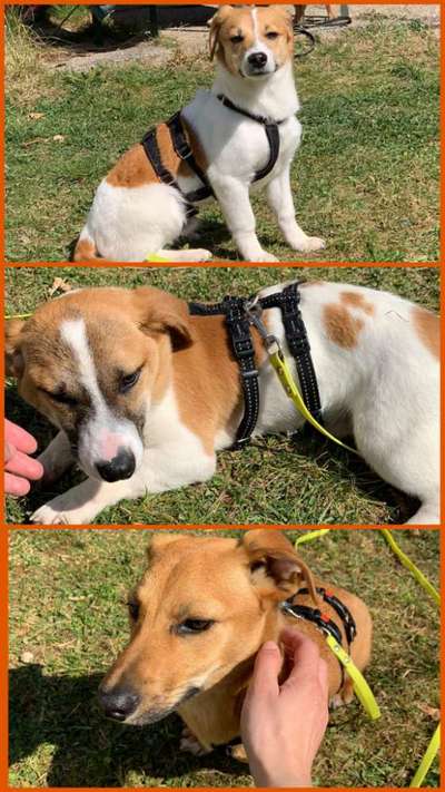 Tierschutzhunde suchen ein Zuhause-Beitrag-Bild