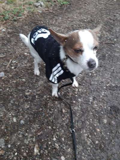 Die Dogorama Wochen Challenge-Beitrag-Bild