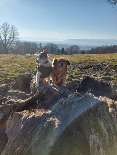 Dogorama Photo Challenge - Der Frühling kommt-Beitrag-Bild