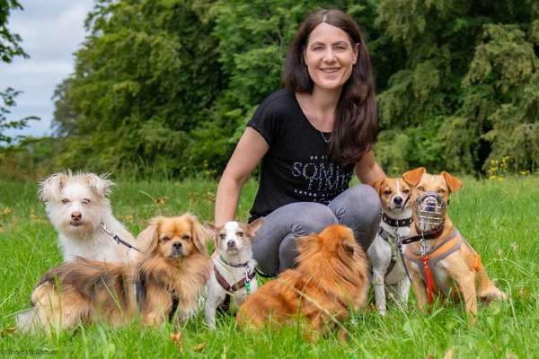 Hundetreffen-Gerne bieten sich meine Hunde in Hundebegegnungen an-Bild