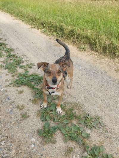 Tierschutzhunde suchen ein Zuhause-Beitrag-Bild