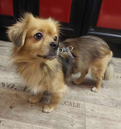 Tierschutzhunde suchen ein Zuhause-Beitrag-Bild