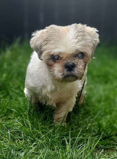 Dogorama Photo Challenge - Frühlingserwachen-Beitrag-Bild