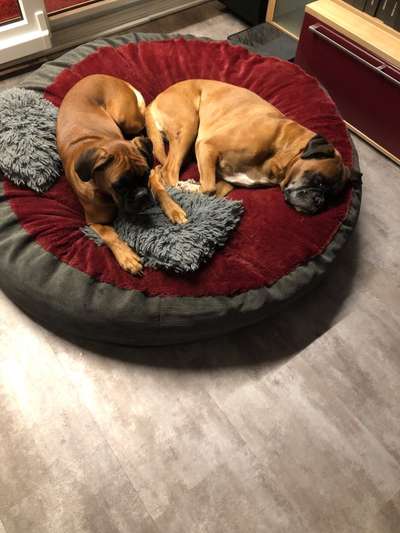 Körbchen / Hundebett-Beitrag-Bild