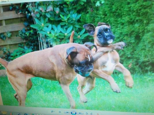 Lustigsten Grimassen von euren Hunden-Beitrag-Bild