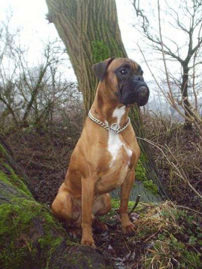 Boxer ???-Beitrag-Bild