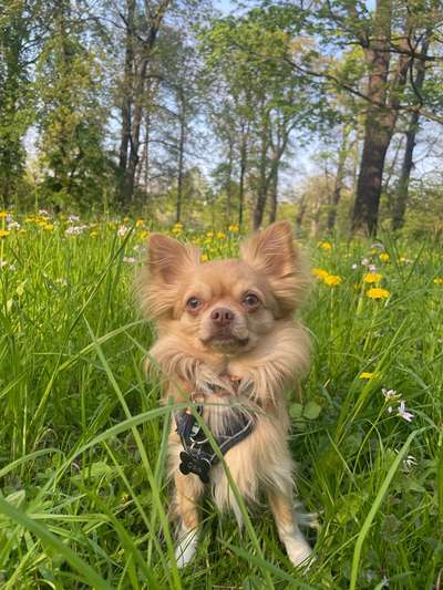 Dogorama Photo Challenge - Frühlingserwachen-Beitrag-Bild