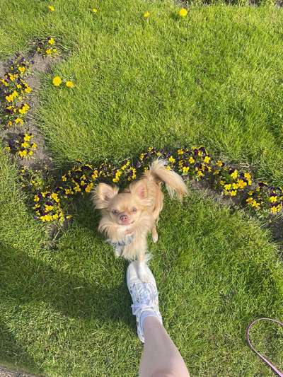 Wo sind die Chihuahua Besitzer ?-Beitrag-Bild