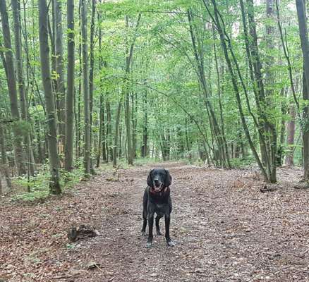 Hundeauslaufgebiet-Im Grund-Bild