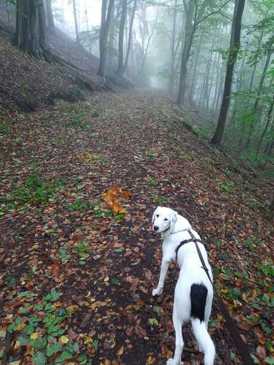 Hundetreffen-Layla sucht Hundefreunde zum gemeinsamen Gassigehen-Bild