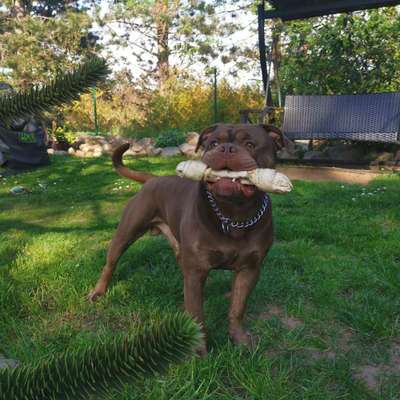 Olde English Bulldogge-Beitrag-Bild