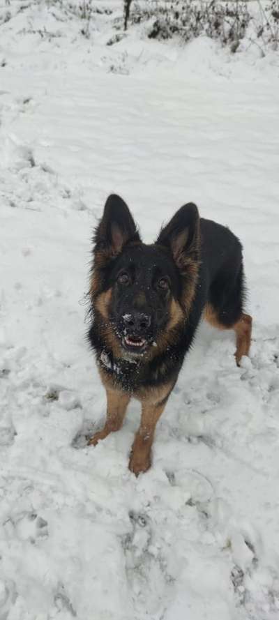 Hundetreffen-Toben und spielen-Bild