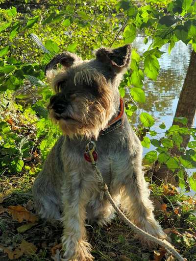 Die Dogorama Kalender Challenge Titelbild-Beitrag-Bild