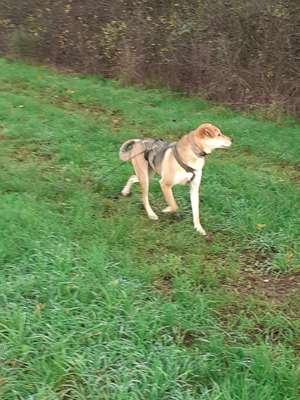 Hundetreffen-Runde durch den Knipprather Wald-Bild