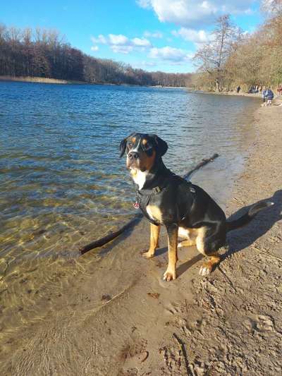 Weitere Große Schweizer Sennenhunde (oder andere große Rassen) hier?-Beitrag-Bild