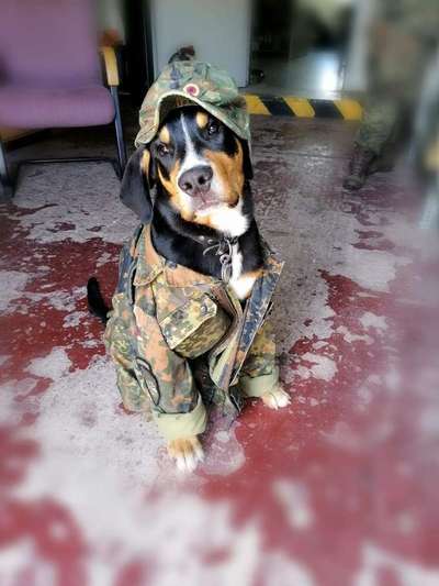 Welpen Bilder !-Beitrag-Bild