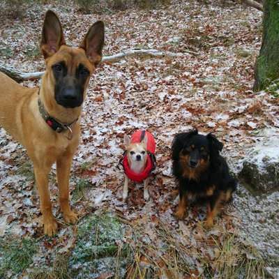 Hundetreffen-Junghund treffen-Bild