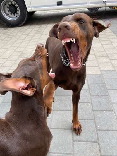 Die Dogorama Kalender Challenge 4/4-Beitrag-Bild